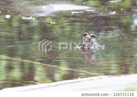 Sparrow to bathe Sparrow to bathe 126531138