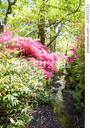 Purple-red azaleas in full bloom under the bright spring sunshine in Richmond Park on the outskirts of London 126531151