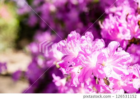 倫敦郊區里士滿公園裡，紫紅色的杜鵑花在明媚的春日陽光下盛開 126531152