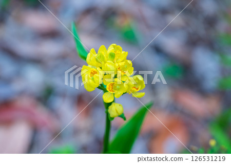 The yellow flowers of the golden orchid herald the arrival of spring The yellow flowers of the golden orchid herald the arrival of spring 126531219
