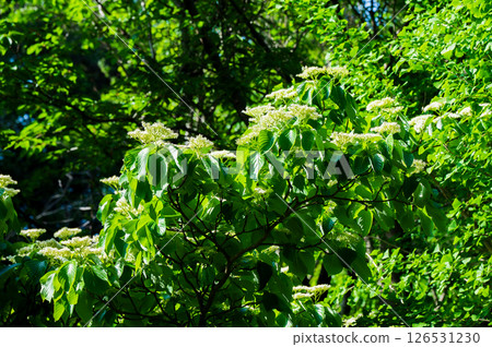 White flowers of Mizuki White flowers of Mizuki 126531230