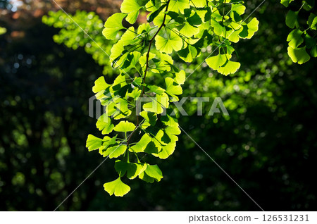 Fresh young ginkgo leaves Fresh young ginkgo leaves 126531231