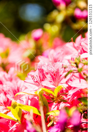倫敦郊區里士滿公園裡，紫紅色的杜鵑花在明媚的春日陽光下盛開 126531315