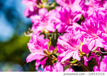 Purple-red azaleas in full bloom under the bright spring sunshine in Richmond Park on the outskirts of London Purple-red azaleas in full bloom under the bright spring sunshine in Richmond Park on the outskirts of London 126531319