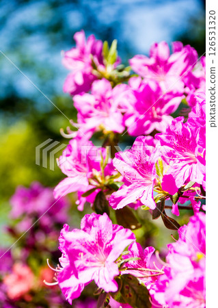 Purple-red azaleas in full bloom under the bright spring sunshine in Richmond Park on the outskirts of London Purple-red azaleas in full bloom under the bright spring sunshine in Richmond Park on the outskirts of London 126531320