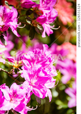 Purple-red azaleas in full bloom under the bright spring sunshine in Richmond Park on the outskirts of London Purple-red azaleas in full bloom under the bright spring sunshine in Richmond Park on the outskirts of London 126531324