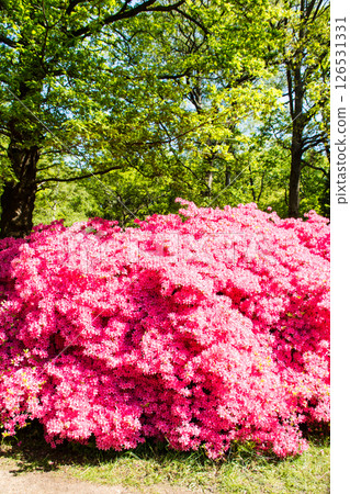 Purple-red azaleas in full bloom under the bright spring sunshine in Richmond Park on the outskirts of London Purple-red azaleas in full bloom under the bright spring sunshine in Richmond Park on the outskirts of London 126531331