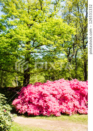 Purple-red azaleas in full bloom under the bright spring sunshine in Richmond Park on the outskirts of London Purple-red azaleas in full bloom under the bright spring sunshine in Richmond Park on the outskirts of London 126531332