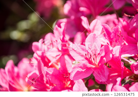 Purple-red azaleas in full bloom under the bright spring sunshine in Richmond Park on the outskirts of London Purple-red azaleas in full bloom under the bright spring sunshine in Richmond Park on the outskirts of London 126531475