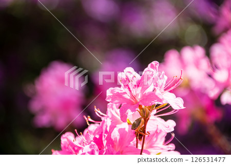 Purple-red azaleas in full bloom under the bright spring sunshine in Richmond Park on the outskirts of London 126531477
