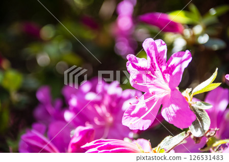 Purple-red azaleas in full bloom under the bright spring sunshine in Richmond Park on the outskirts of London Purple-red azaleas in full bloom under the bright spring sunshine in Richmond Park on the outskirts of London 126531483