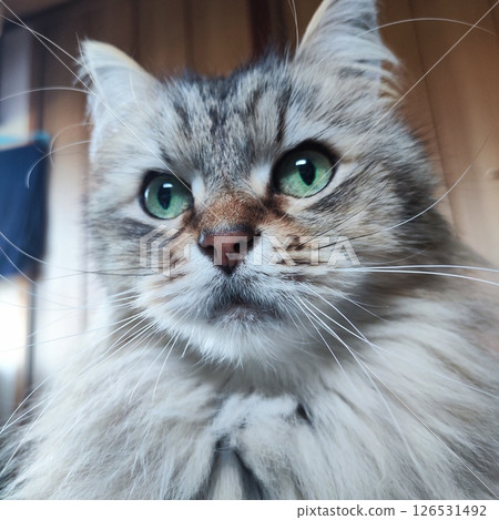 Our cat Our cat 126531492