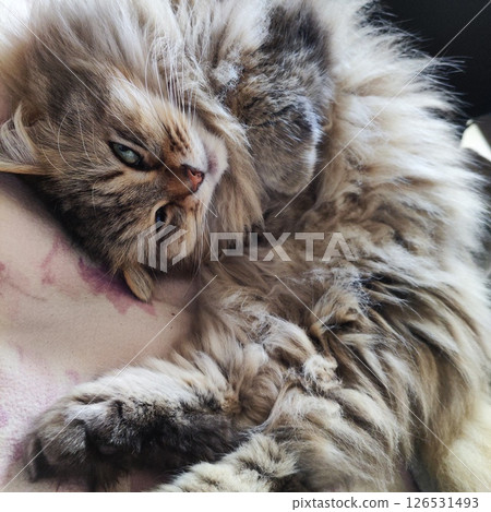 Our cat Our cat 126531493