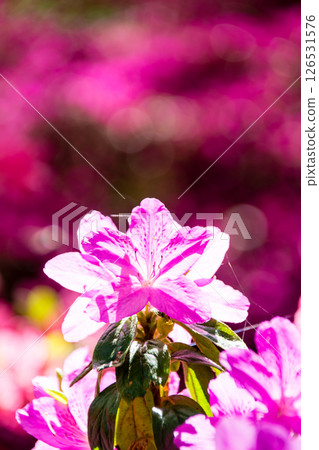 倫敦郊區里士滿公園裡，紫紅色的杜鵑花在明媚的春日陽光下盛開 126531576