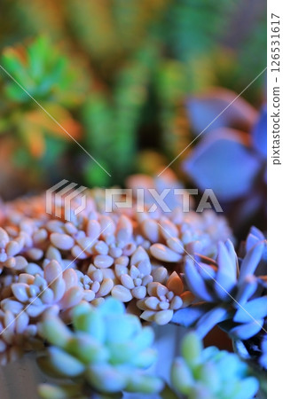 Lots of succulents 126531617