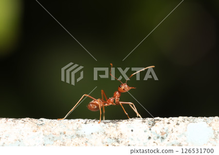 Close up the red ant on old wall Close up the red ant on old wall 126531700