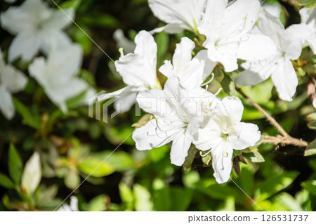 White azaleas in full bloom under the bright spring sunshine in Richmond Park, on the outskirts of London 126531737