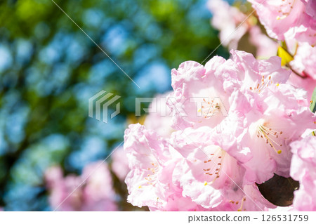 倫敦郊區里士滿公園裡盛開的粉紅色杜鵑花，沐浴在明媚的春日陽光下 126531759