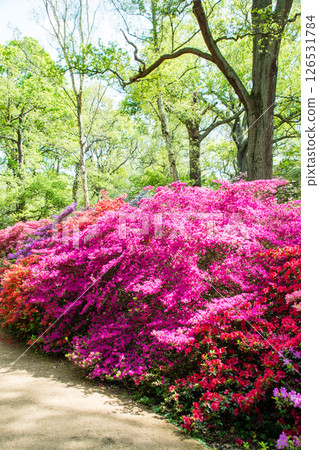 Colorful azaleas in full bloom under the bright spring sunshine in Richmond Park, on the outskirts of London 126531784