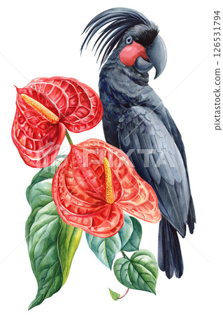 Palm Cockatoo with red anthurium flowers, tropical bird and floral watercolor illustration, exotic wildlife art isolated 126531794