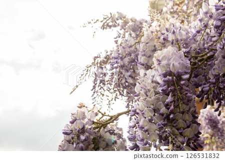 Pale purple wisteria flowers under bright sunlight at Osterley Park on the outskirts of London Pale purple wisteria flowers under bright sunlight at Osterley Park on the outskirts of London 126531832