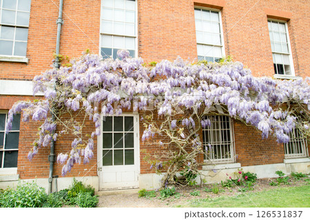 Beautiful pale purple wisteria flowers blooming beside a historic red brick building in Osterley Park, on the outskirts of London Beautiful pale purple wisteria flowers blooming beside a historic red brick building in Osterley Park, on the outskirts of London 126531837