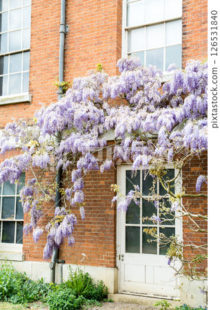 Beautiful pale purple wisteria flowers blooming beside a historic red brick building in Osterley Park, on the outskirts of London 126531840