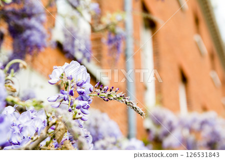 倫敦郊區奧斯特利公園一座歷史悠久的紅磚建築旁盛開著美麗的淡紫色紫藤花 126531843