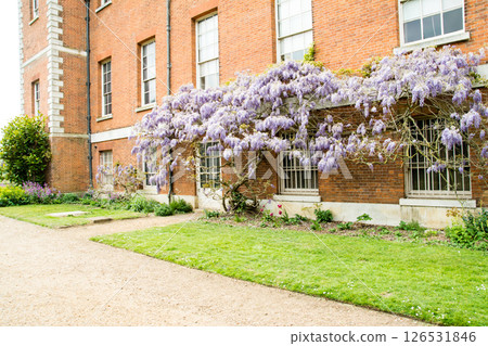 Beautiful pale purple wisteria flowers blooming beside a historic red brick building in Osterley Park, on the outskirts of London Beautiful pale purple wisteria flowers blooming beside a historic red brick building in Osterley Park, on the outskirts of London 126531846