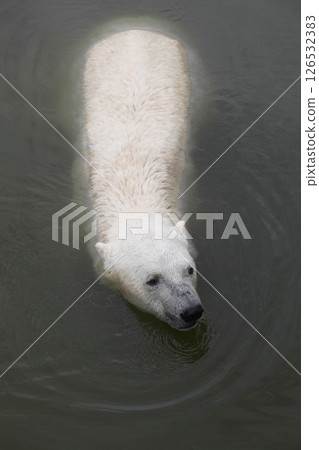polar bear, bear, animal 126532383
