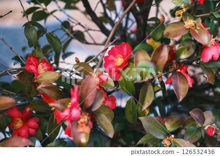 [Imaicho] Beautiful flowers 126532436
