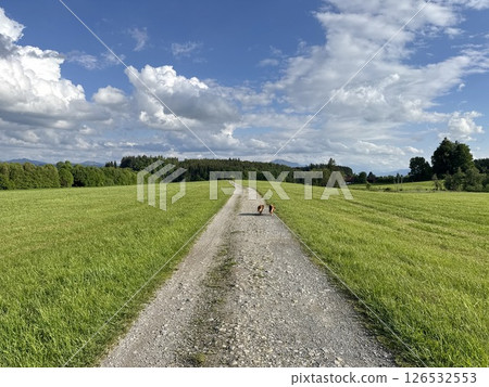 Road with a few dogs walking on it Road with a few dogs walking on it 126532553