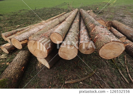 A pile of logs with some of them being cut in half 126532556