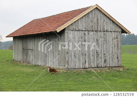 A dog is standing in front of a barn A dog is standing in front of a barn 126532559