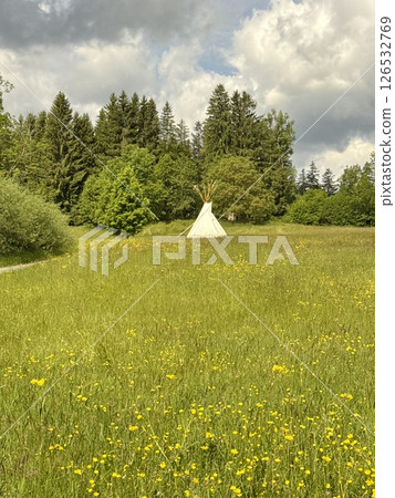 Field of yellow flowers with a teepee in the middle 126532769