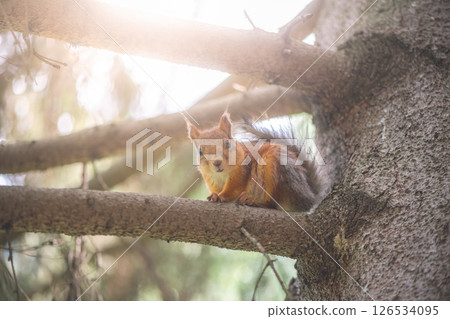 Red squirrel sitting on a tree branch, curiously observing the forest surroundings. Nestled in a natural habitat, this adorable rodent showcases its bushy tail and vibrant orange-brown fur Red squirrel sitting on a tree branch, curiously observing the forest surroundings. Nestled in a natural habitat, this adorable rodent showcases its bushy tail and vibrant orange-brown fur 126534095
