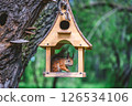 Red squirrel enjoying nuts inside small wooden bird feeder hanging on tree trunk, with blurred green forest background, creating peaceful nature scene 126534106