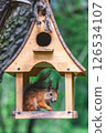 Red squirrel enjoying nuts inside small wooden bird feeder hanging on tree trunk, with blurred green forest background, creating peaceful nature scene 126534107