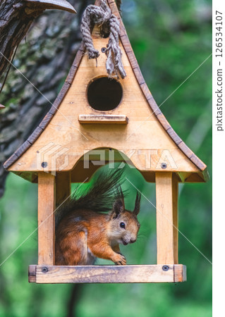 Red squirrel enjoying nuts inside small wooden bird feeder hanging on tree trunk, with blurred green forest background, creating peaceful nature scene 126534107