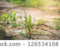Dandelion pushing through wooden boards along a forest path on a sunny spring day, illustrating nature's remarkable strength and resilience in overcoming obstacles 126534108