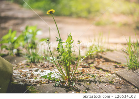 Dandelion pushing through wooden boards along a forest path on a sunny spring day, illustrating nature's remarkable strength and resilience in overcoming obstacles Dandelion pushing through wooden boards along a forest path on a sunny spring day, illustrating nature's remarkable strength and resilience in overcoming obstacles 126534108