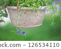 Vibrant purple lobelia erinus flowers cascading from a hanging planter enhance a garden with elegance and color, set against a serene, blurred green background 126534110