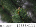 New pine cones are emerging on a branch of an evergreen tree, signaling the arrival of spring and the renewal of life in a serene natural setting 126534111