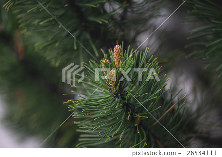 New pine cones are emerging on a branch of an evergreen tree, signaling the arrival of spring and the renewal of life in a serene natural setting New pine cones are emerging on a branch of an evergreen tree, signaling the arrival of spring and the renewal of life in a serene natural setting 126534111
