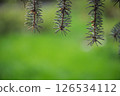 Spruce branches gently hanging down against a softly blurred green background, creating a serene and tranquil atmosphere with ample copy space for versatile use 126534112