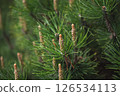 Close-up of fresh pine cones growing on evergreen branches, showcasing the vibrant green needles and delicate details of new growth in a natural spring setting 126534113