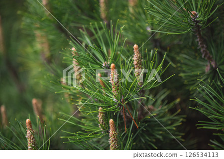 Close-up of fresh pine cones growing on evergreen branches, showcasing the vibrant green needles and delicate details of new growth in a natural spring setting Close-up of fresh pine cones growing on evergreen branches, showcasing the vibrant green needles and delicate details of new growth in a natural spring setting 126534113