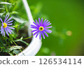 Vibrant purple swan river daisy flower blooming in a white pot, adding a splash of color to a blurred green garden background, creating a peaceful and natural scene 126534114