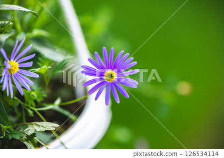 Vibrant purple swan river daisy flower blooming in a white pot, adding a splash of color to a blurred green garden background, creating a peaceful and natural scene Vibrant purple swan river daisy flower blooming in a white pot, adding a splash of color to a blurred green garden background, creating a peaceful and natural scene 126534114