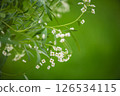 Small white flowers are blooming on a branch, creating a beautiful contrast against the blurred green background, evoking feelings of springtime freshness and natural beauty 126534115